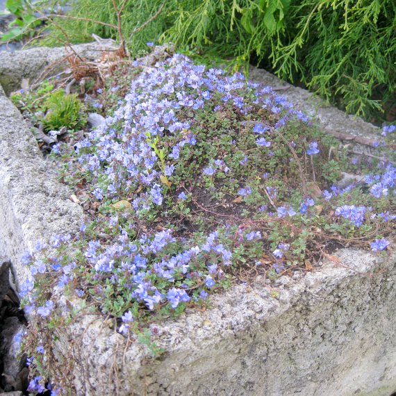 Veronica oltensis